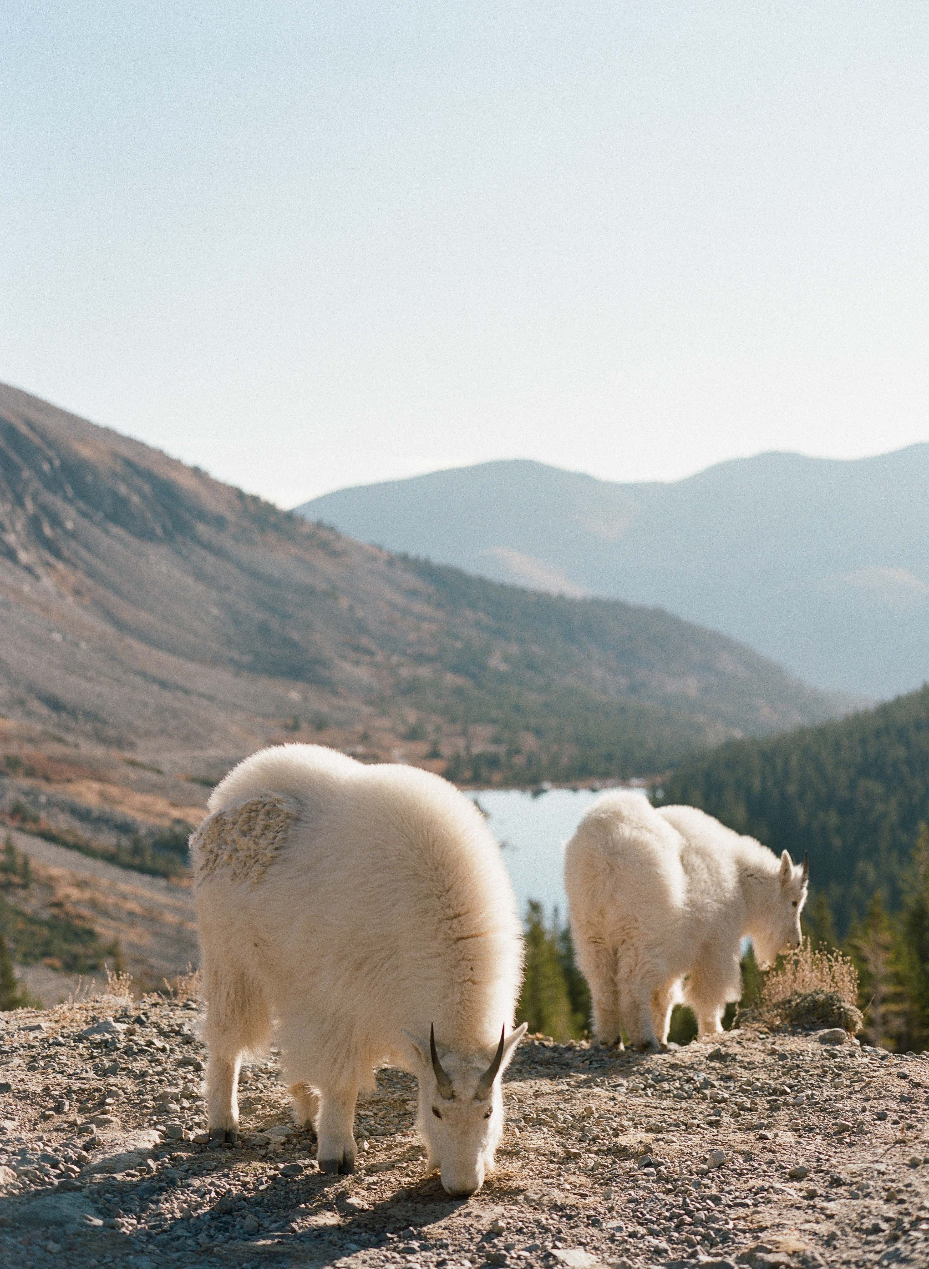 Blue-Lakes-Breckenridge-VRBO-Elopement-Wedding-Mountain-Goats-in-the-Summer